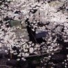 飛鳥山１４ 桜舞う
