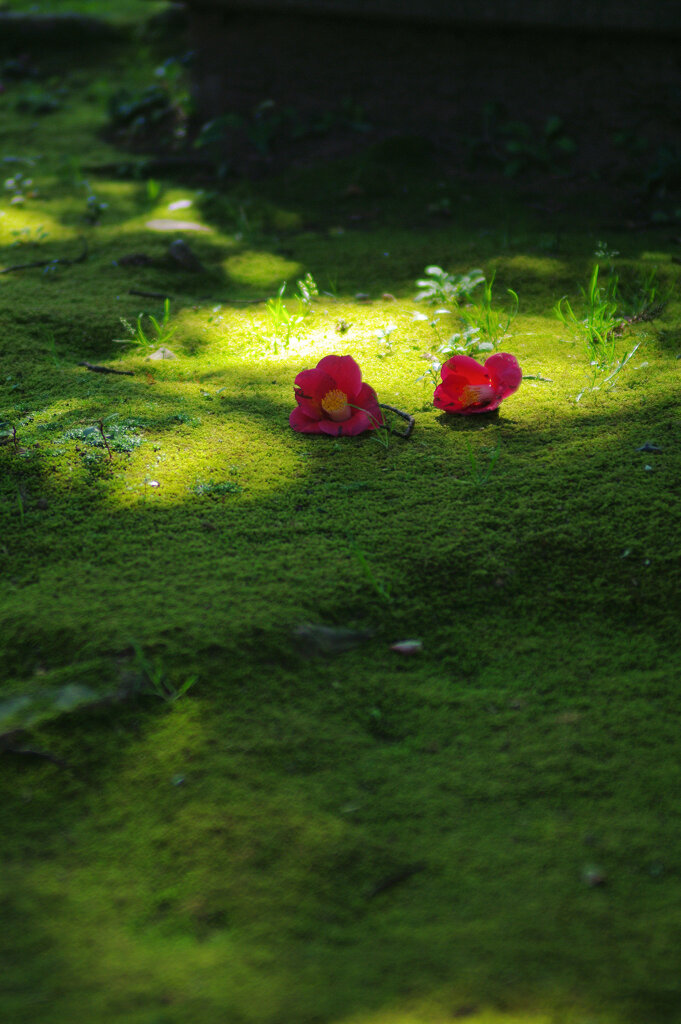 落花/PENTAX K-7