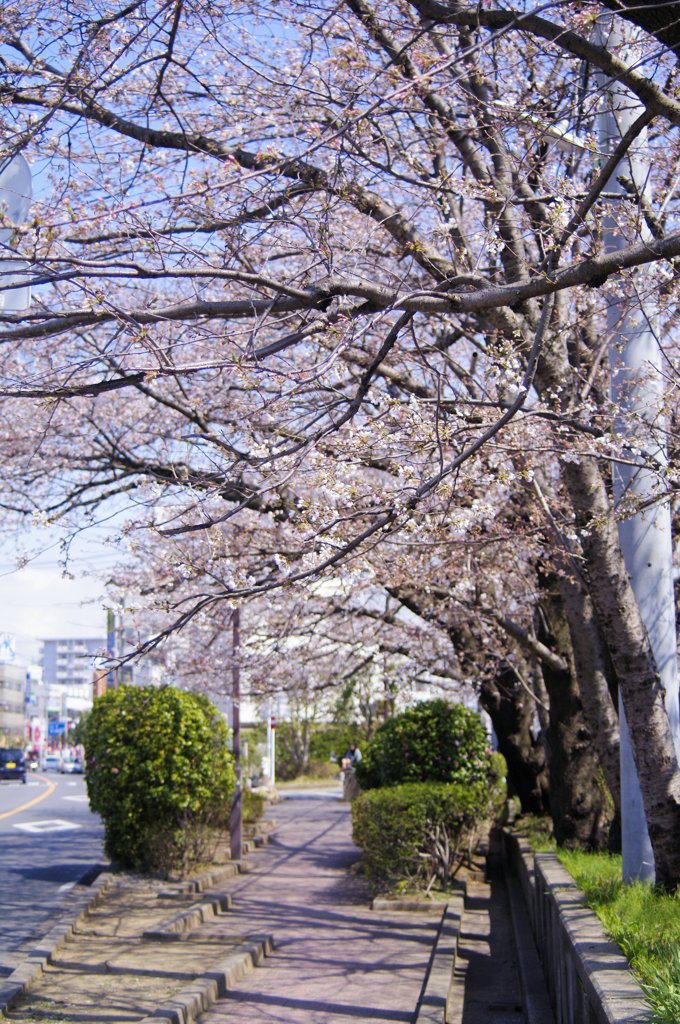 駅への道 朝桜