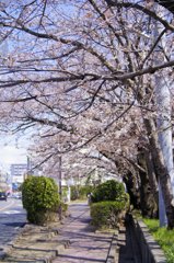 駅への道 朝桜