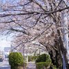 駅への道 朝桜