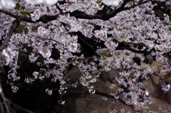飛鳥山１６ 花が見る