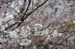 飛鳥山３ 薄日の中で
