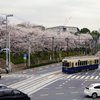 飛鳥山１２ 平和な春に