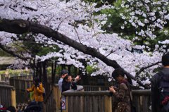 飛鳥山２０ 春を撮る人々