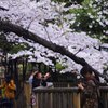 飛鳥山２０ 春を撮る人々