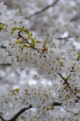 飛鳥山２ 桜の房・実る