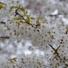 飛鳥山２ 桜の房・実る