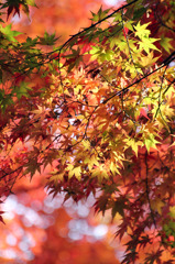 紅葉