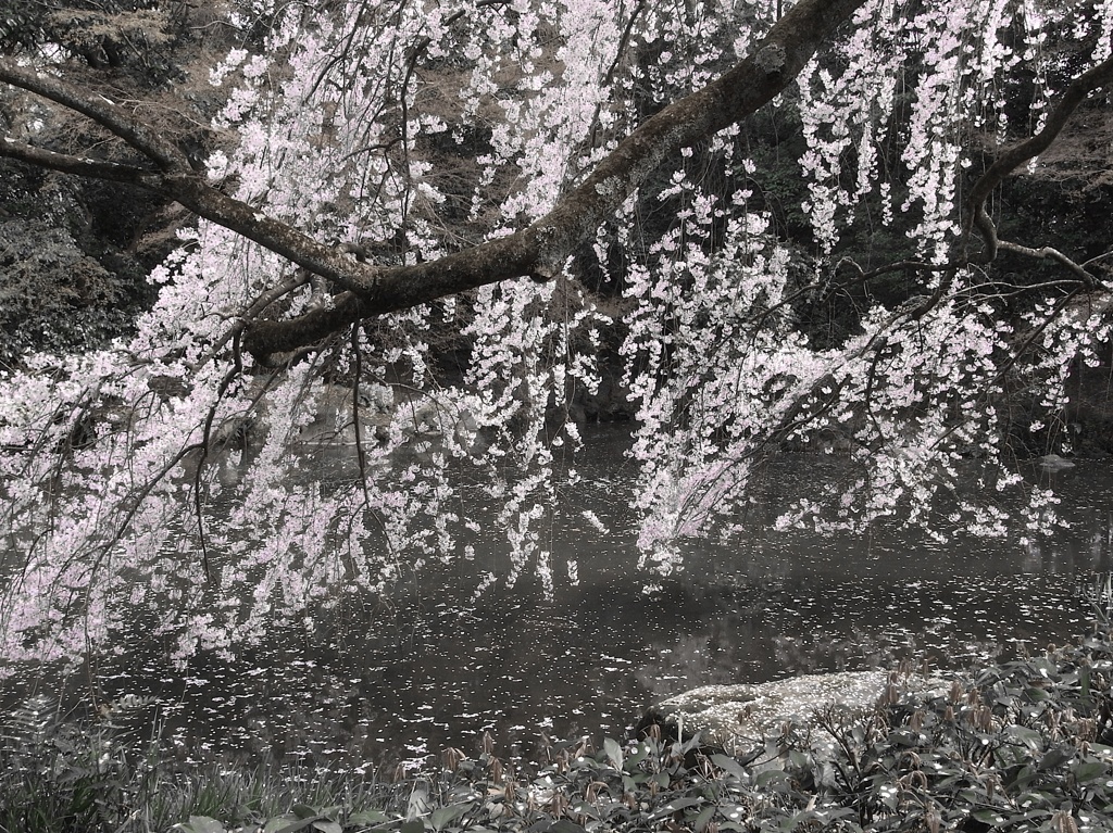 御所の桜