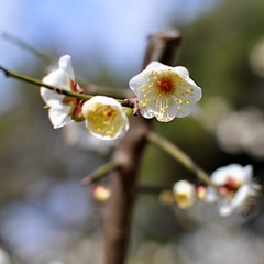 早咲きの梅（建仁寺）