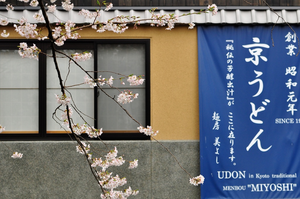 高瀬川の桜-2
