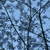 桜・色模様 その４