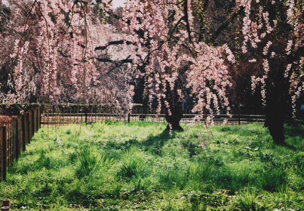 枝垂れ桜