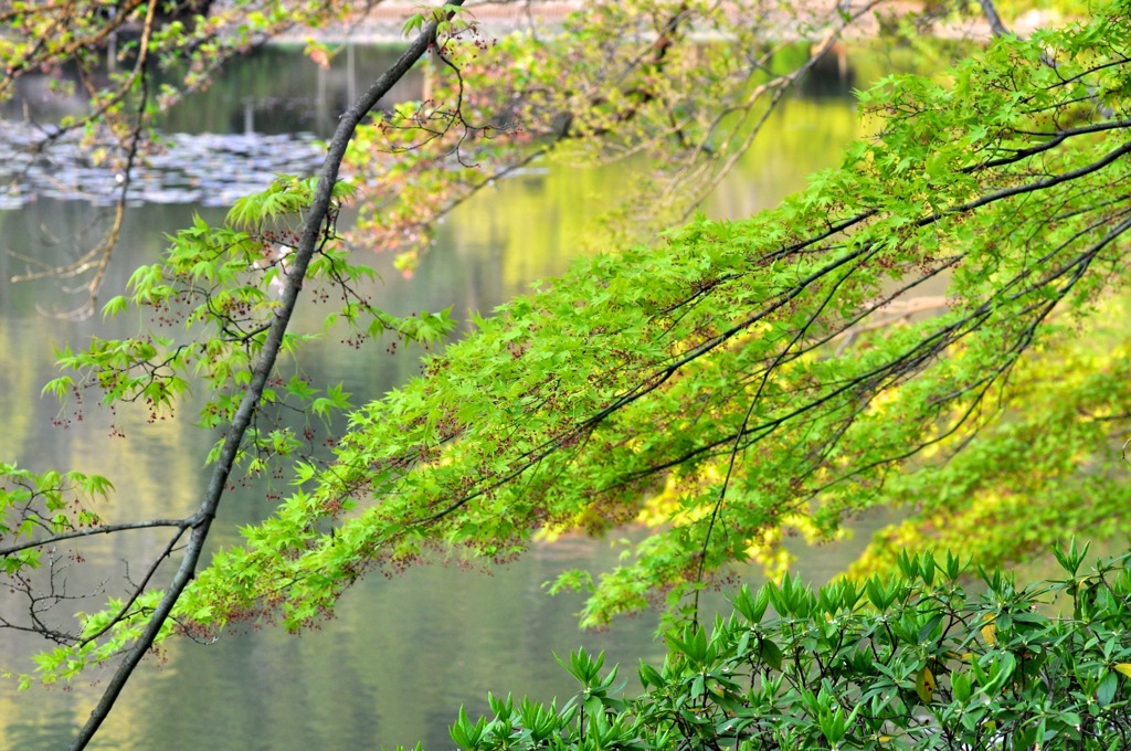 龍安寺-17