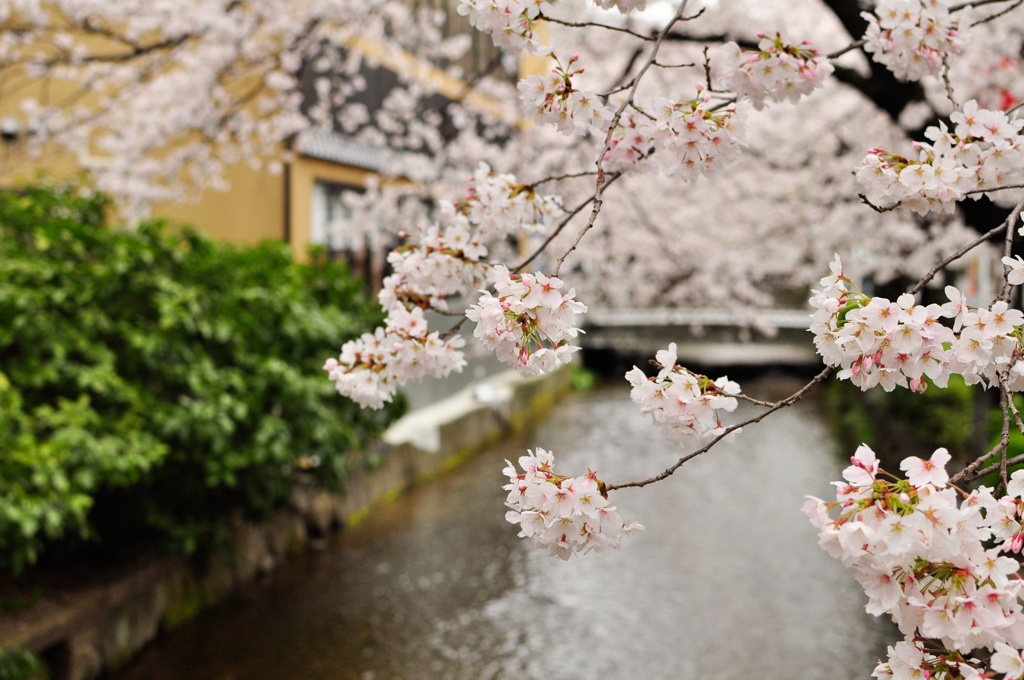 高瀬川の桜-1
