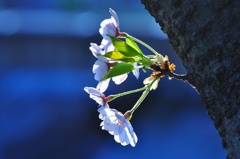 桜・色模様 その３