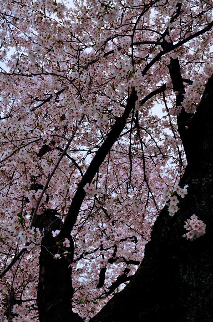 本隆寺-2