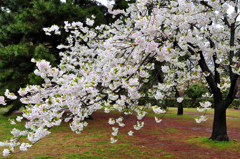 京都御苑の桜-7