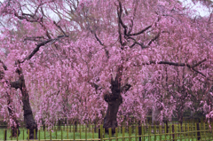 京都御苑の桜-1