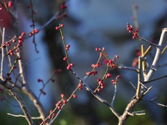 蕾紅梅(2)