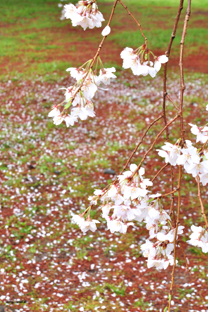 京都御苑の桜-6