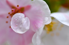 京都御苑の桜-10