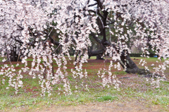 京都御苑の桜-5