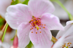 京都御苑の桜-9