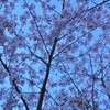 桜・色模様 その６