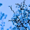 桜・色模様 その５