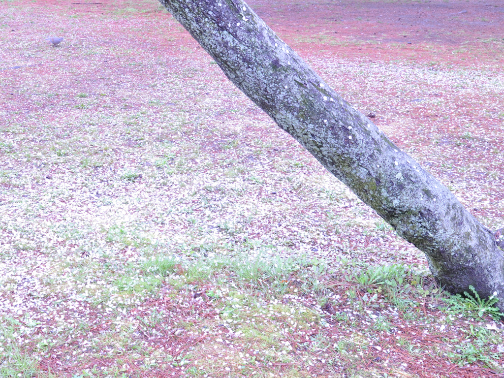 京都御苑の桜-4