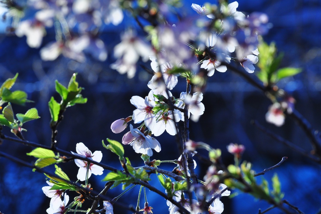 桜・色模様 その８