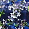 桜・色模様 その８