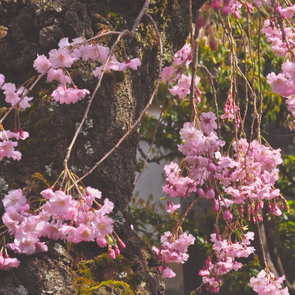 上品蓮台寺-6