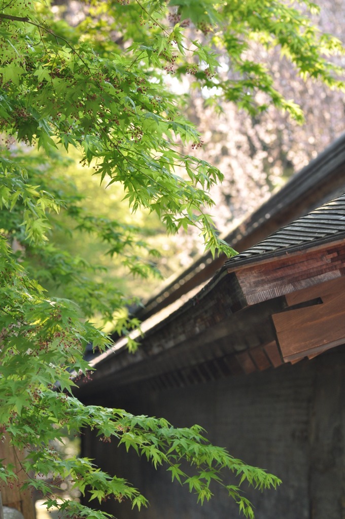 龍安寺-9