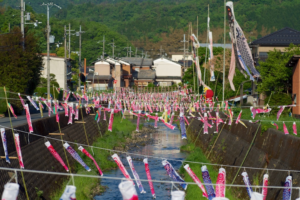 鯉の遡上