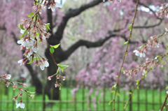 京都御苑の桜-2