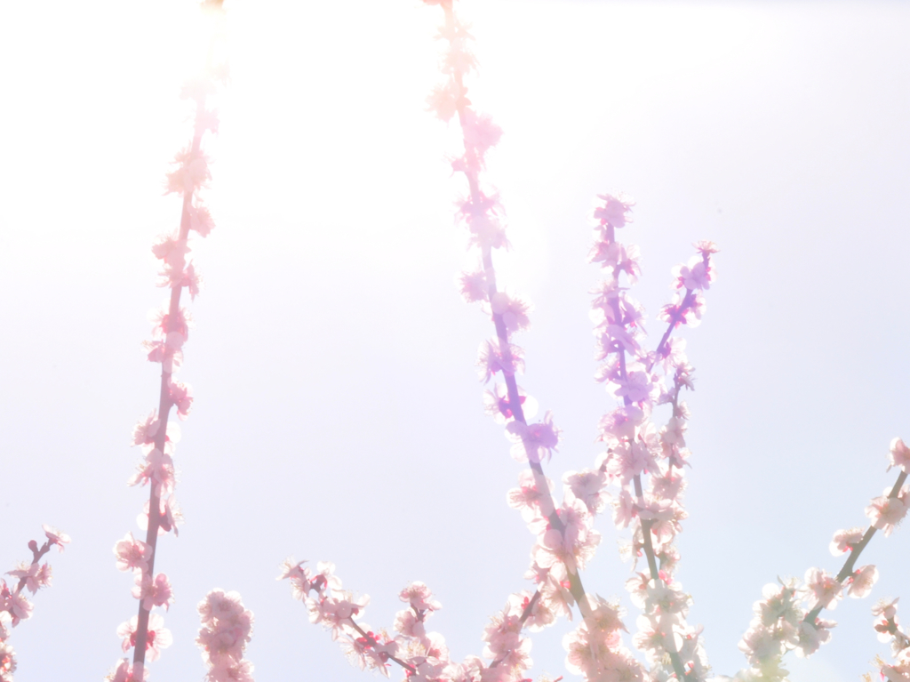 虹梅