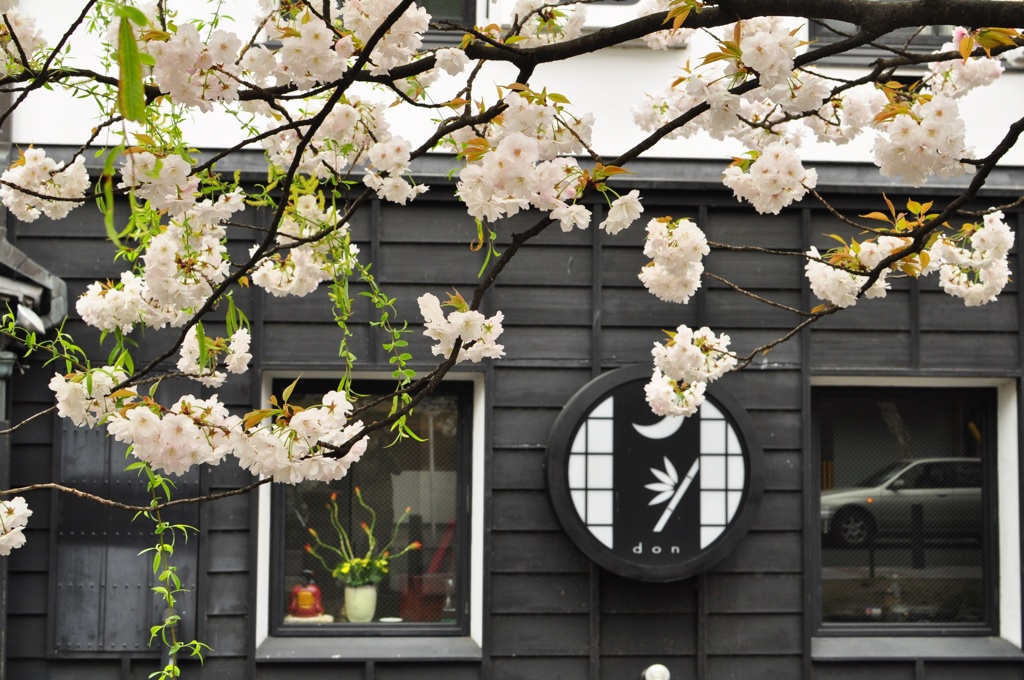 高瀬川の桜-3
