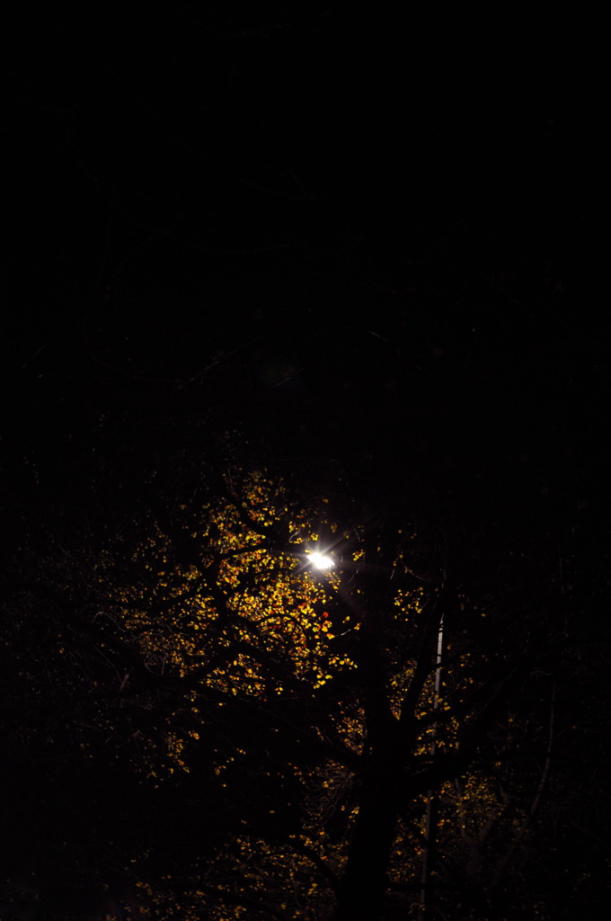 nite tree