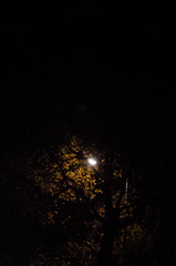nite tree