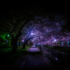 銀河桜