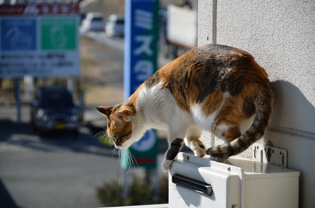 ひなた
