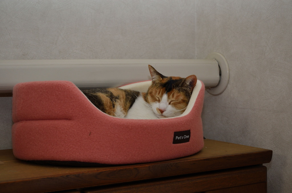 ぬくぬくzzz...