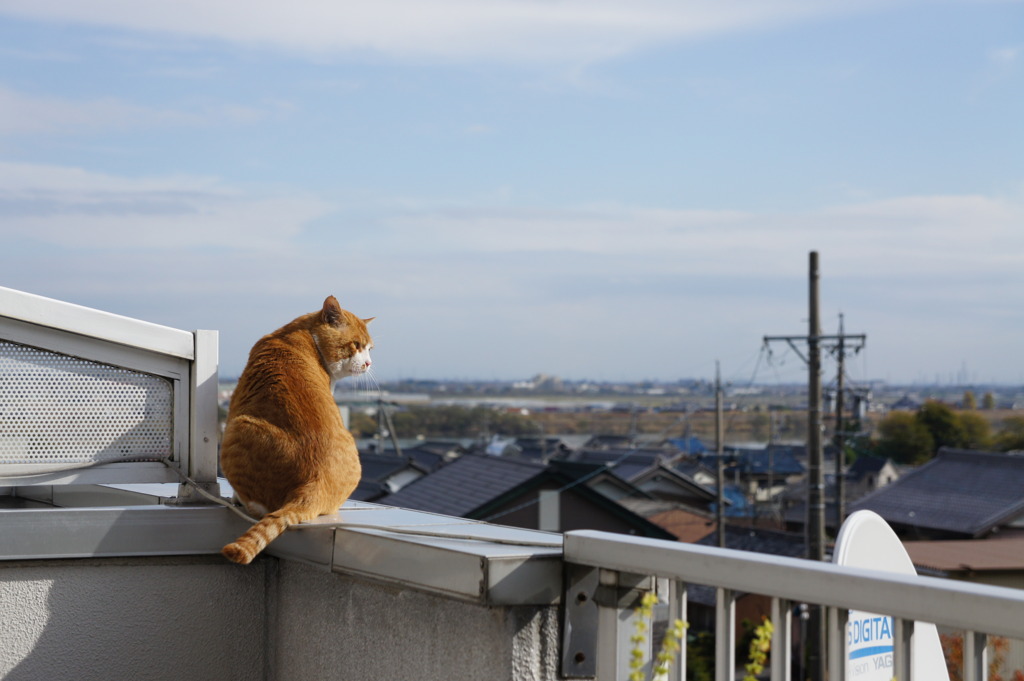 田舎はいいな~