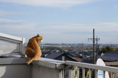 田舎はいいな~