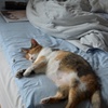 三毛猫