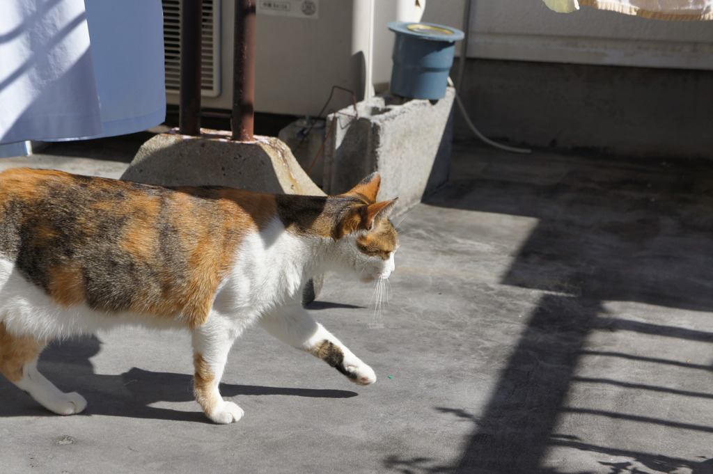 天気もいいから