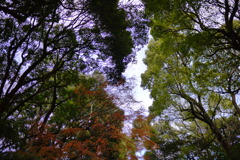 明治神宮の森